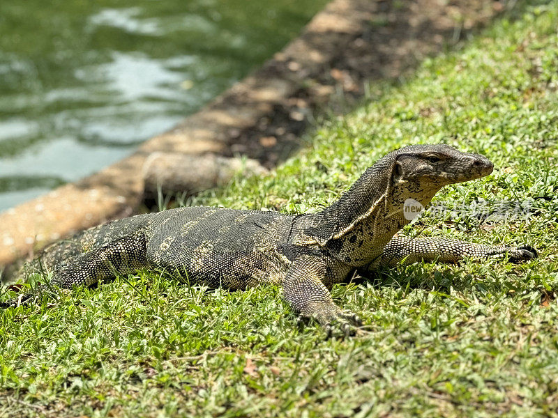 亚洲水蜥(Varanus salvator)的特写图像，在湖岸的草地上晒日光浴，侧面视图，聚焦于前景